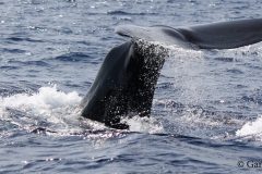Sperm Whale fluke