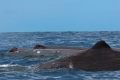 Sperm Whale pod