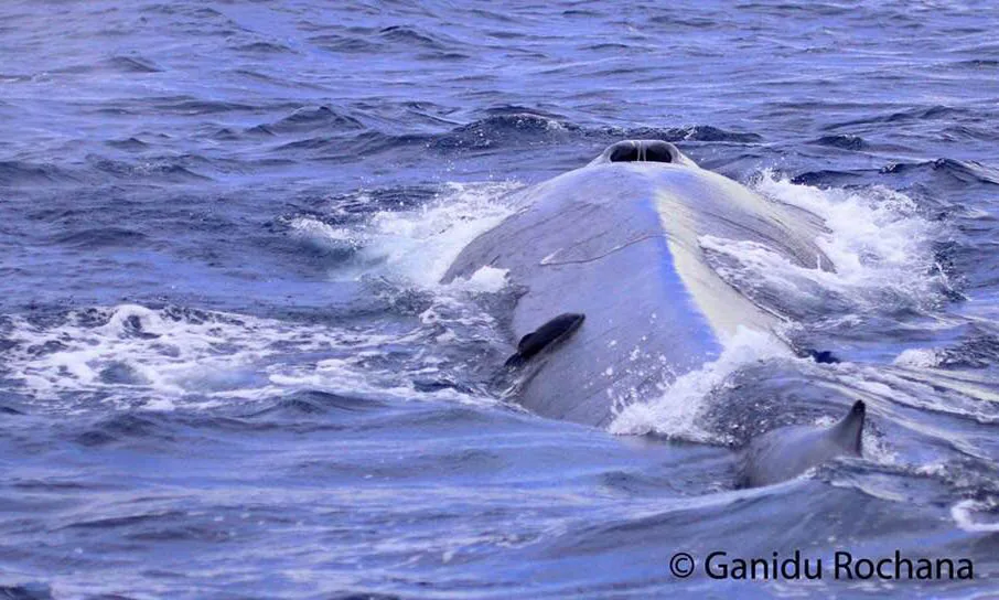 Blue Whale Nostril – Whale Watching Mirissa Sri Lanka