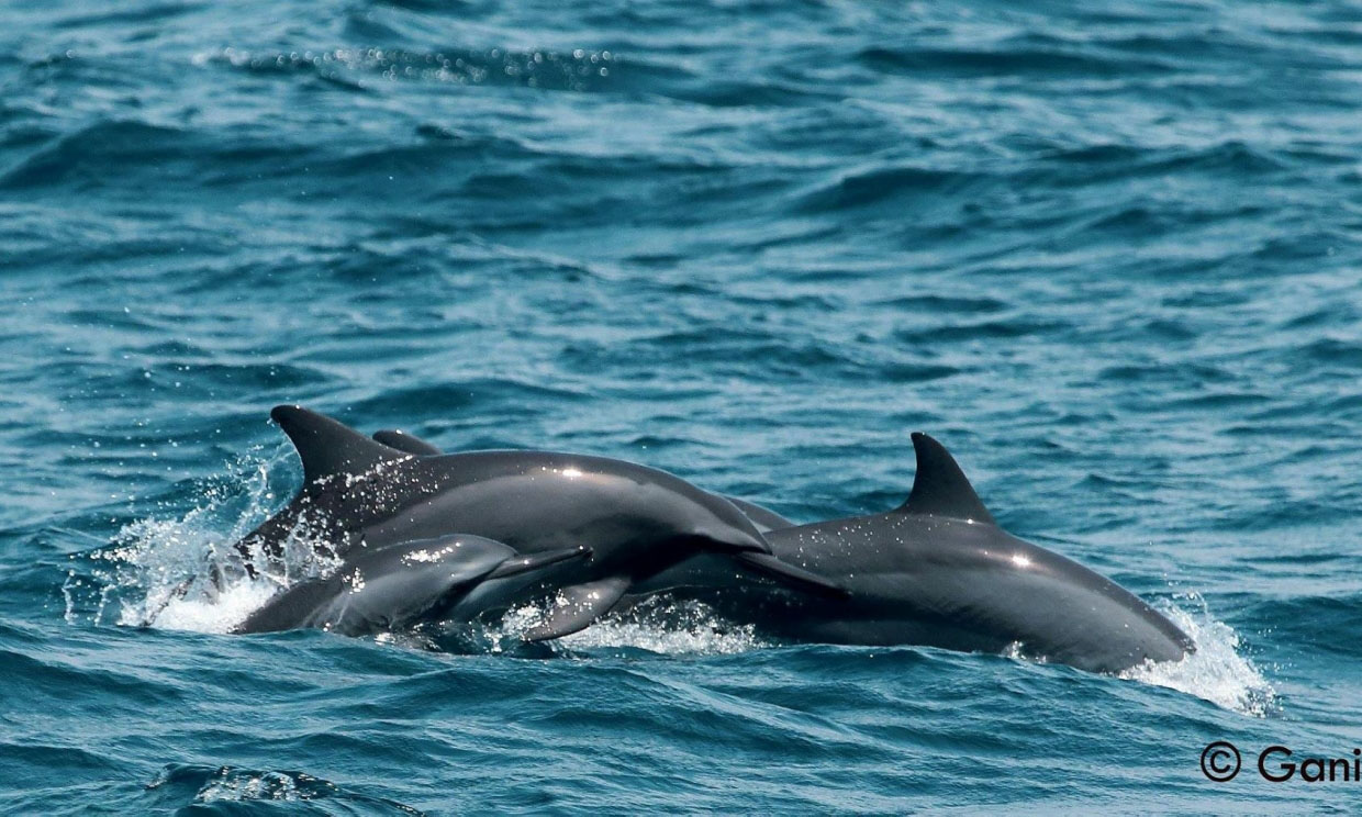 Blue Whale Spout Mirissa Sri Lanka – Whale Watching Mirissa Sri Lanka