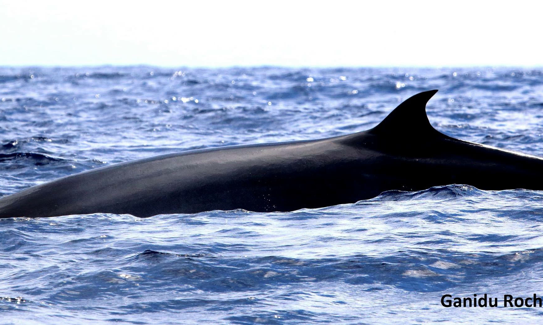 Blue Whale Mottled Grey Skin – Whale Watching Mirissa Sri Lanka