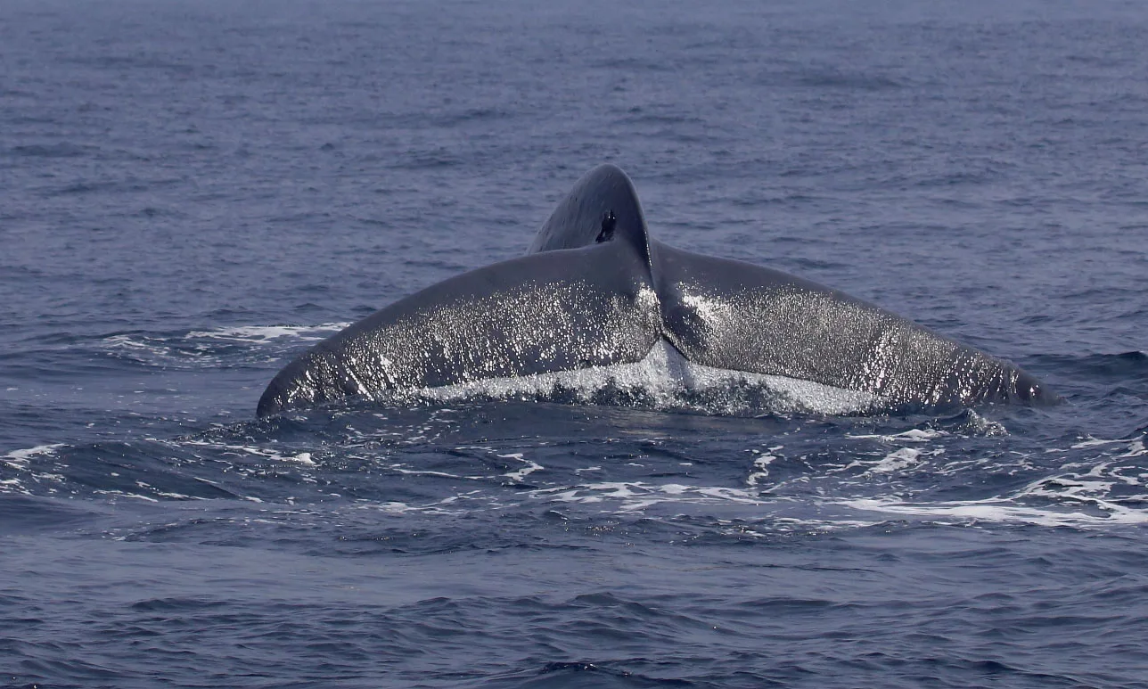 Whale watching sighting in Mirissa Sri Lanka