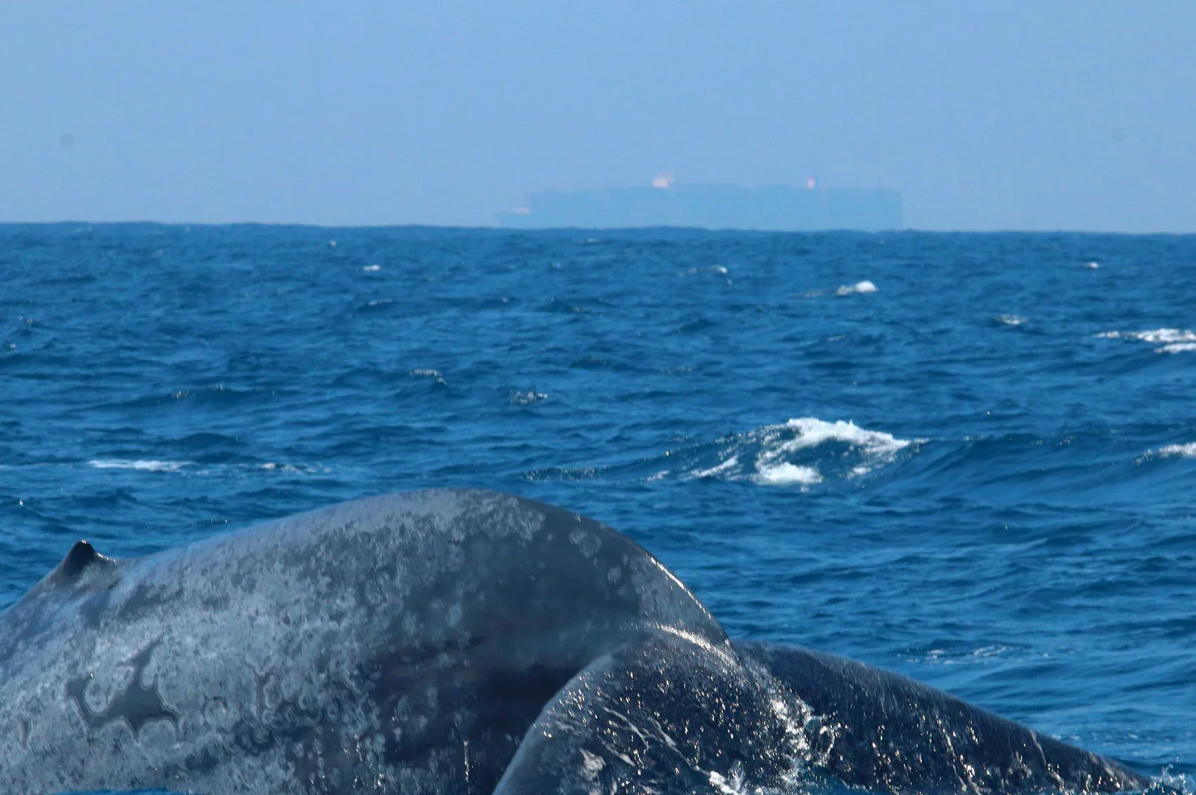 Blue Whale Head Close View – Whale Watching Mirissa Sri Lanka