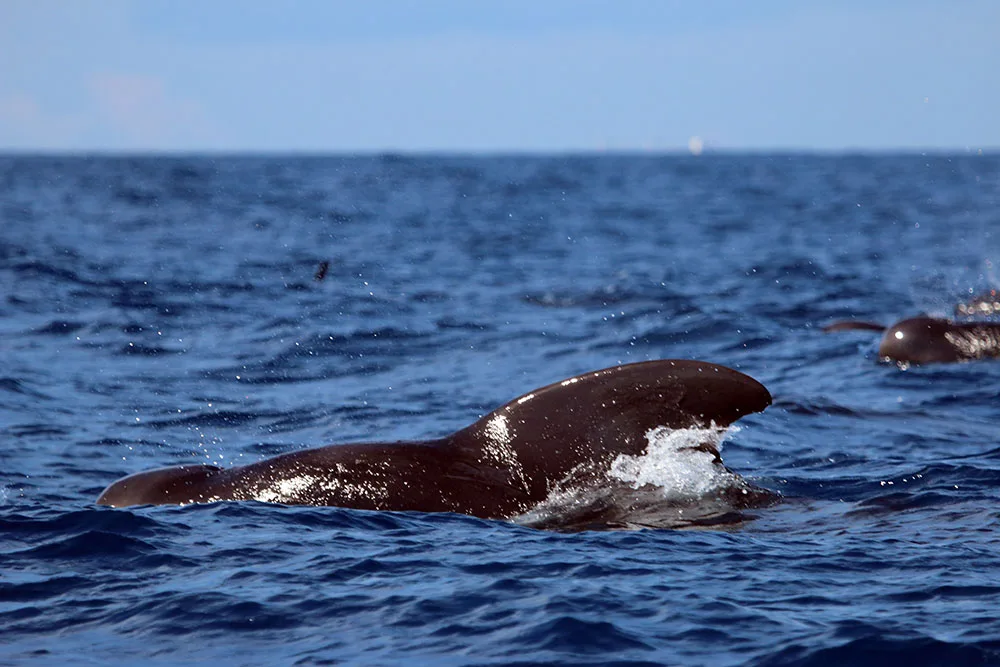Killer Whale (Orca) at Sea – Whale Watching Mirissa Sri Lanka