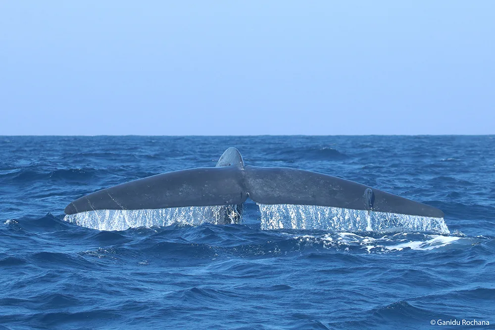 Blue Whale Surfacing in Indian Ocean – Whale Watching Mirissa Sri Lanka